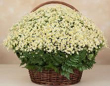 Цветочная композиция из Ромашки в корзине #REPLACE_PRED# Снежинске