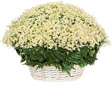 Цветочная композиция из Ромашки в корзине #REPLACE_PRED# Снежинске